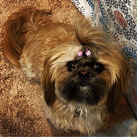 Meet your Posher, Shauna - Picture 2 of 2